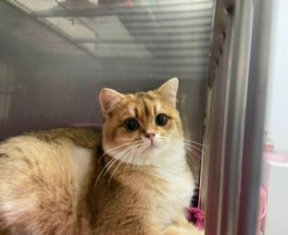 ต้าวแมวส้มอูนิกับFIPตัวร้าย